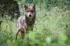 Eine Wölfin steht in ihrem Gehege im Tierpark Eekholt. Bundesumweltministerin Steffi Lemke (Grüne), will die rechtlichen Regeln zum Abschuss auffällig gewordener Wölfe schärfen.