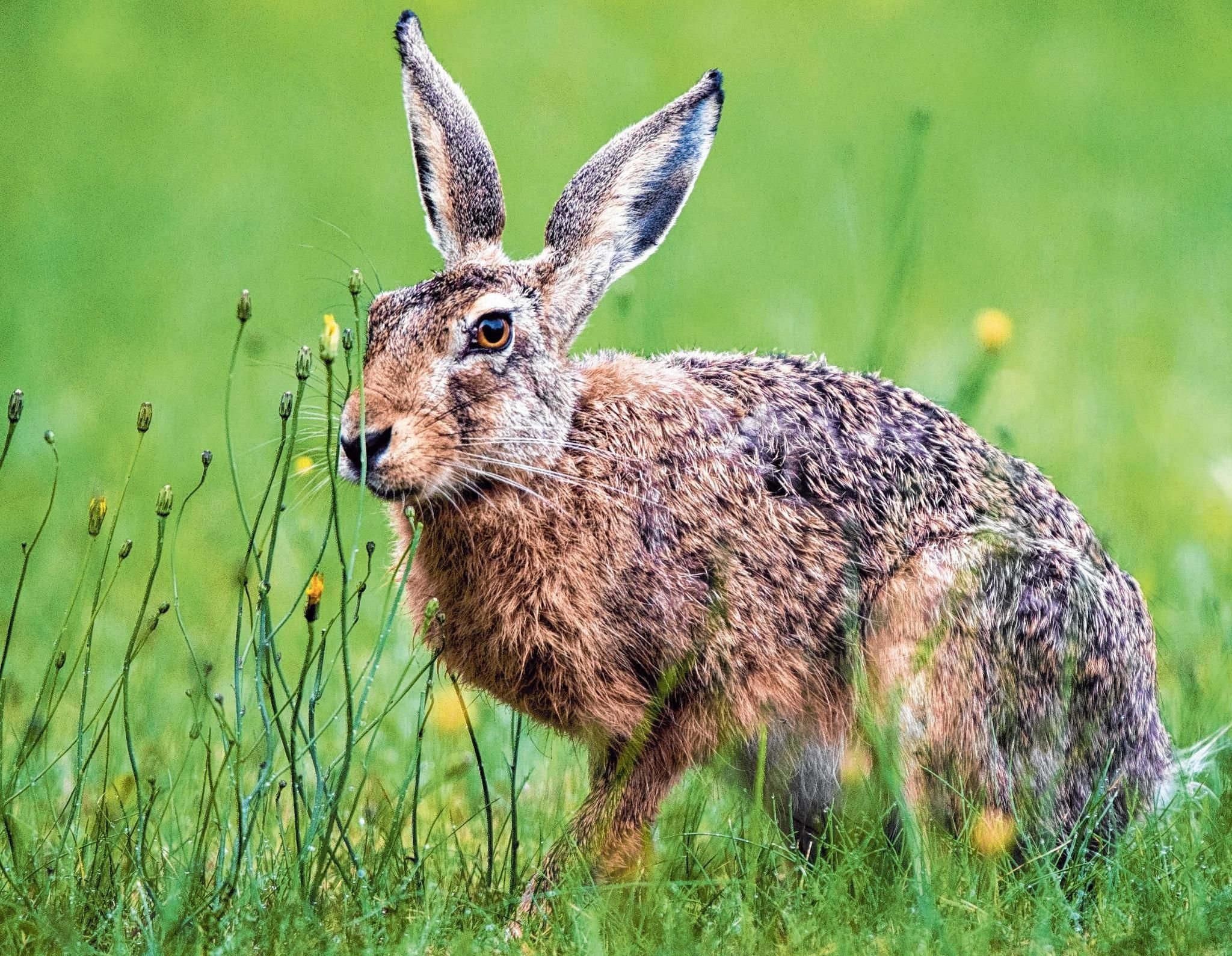 Hasenpest Im Bodenseekreis Nachgewiesen