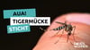 So sieht eine asiatische Tiermücke aus
