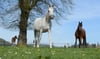 Angesichts des aktuellen Übergriffs auf ein Pferd in Ravensburg (Symbolbild) meldete sich nun der Pferdesportverband des Landes.