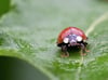 Für Vielfalt im Garten: einfach faul sein