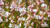 1. Gaura (Prachtkerze)