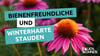 Diese 5 bienenfreundliche und winterharte Stauden sorgen für eine Blütenpracht, das ganze Jahr über in Ihrem Garten.