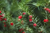 Taxus