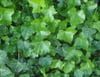 Efeu als elegante Bepflanzung im vertikalen Gartenarrangement verleiht natürliche Ästhetik.