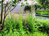 Staudenbeet am Naturpool