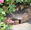 Automatischer Wassersprinkler im Rosenbeet eines Gartens
