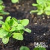 Garten im Herbst: Jetzt noch schnell Salat pflanzen