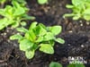 Garten im Herbst: Jetzt noch schnell Salat pflanzen