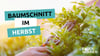 Apfelbaum & Co. schneiden im Herbst - so geht's Headerbild
