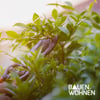 Apfelbaum & Co. schneiden im Herbst - So geht's!