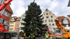 Der Weihnachtsbaum steht jetzt wieder vor dem Alten Rathaus. Die 16 Meter hohe Weißtanne kommt aus Schlachters, wiegt 4,5 Tonnen und hat trotz ihres relativ jugendlichen Alters von 47 Jahren einen beachtlichen Umfang.