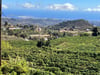 Gran Canaria will jetzt auch Weinkenner anlocken