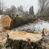 Hier kracht ein 70 Jahre alter Baum zu Boden - mit Video
