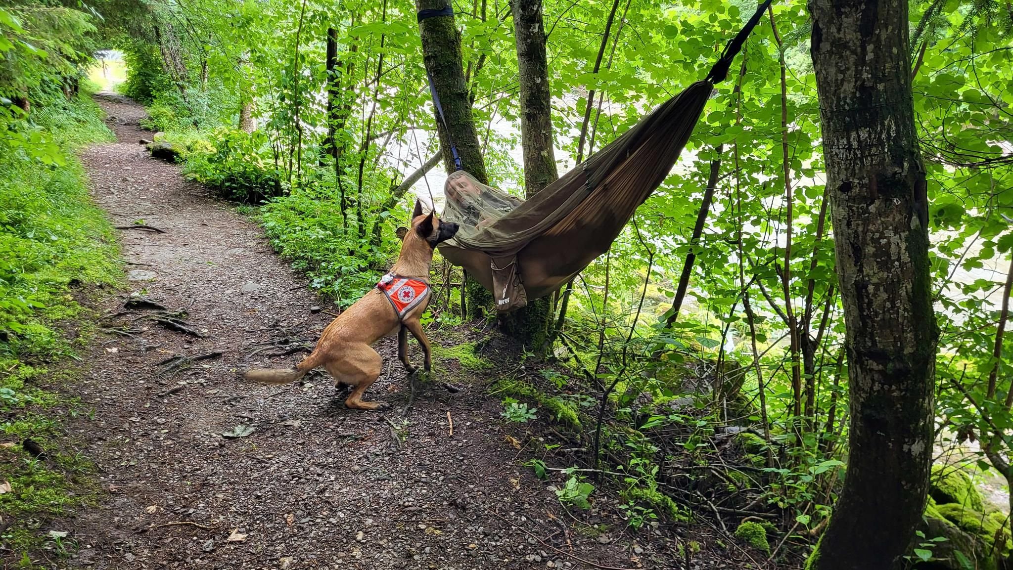 Hunde können Menschen „gut riechen“