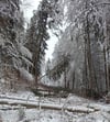Schäden durch Schneebruch: In den Tuttlinger Wäldern stehen jetzt größere Aufräumungsarbeiten an.
