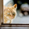 Gemeinde macht Kastration von Katzen zur Pflicht