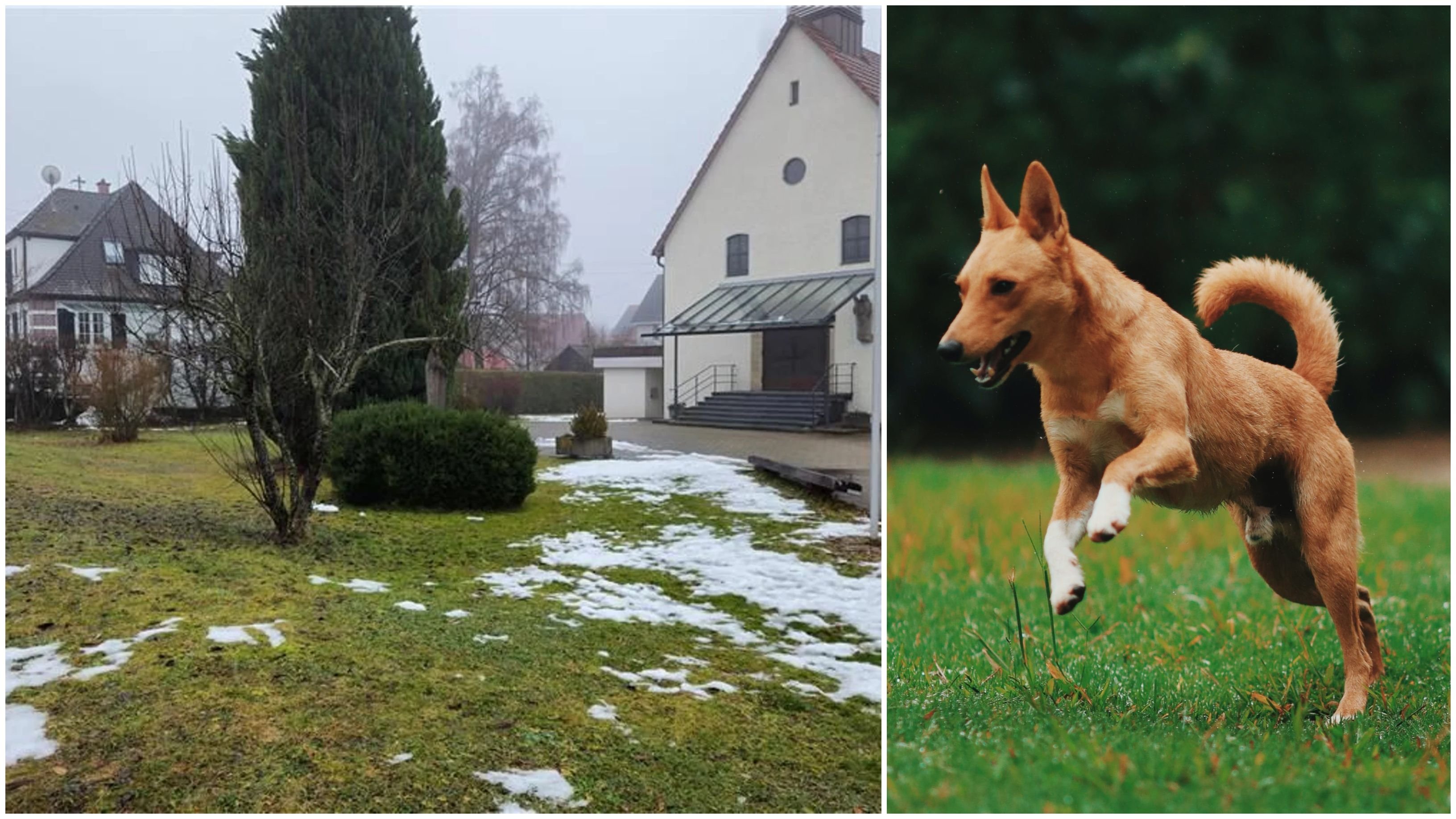 50+ Toter Hund Im Vorgarten Christopher Hoo, Allerdings müssen
