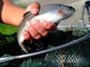 Fischzuchtbetrieb muss alle Tiere töten