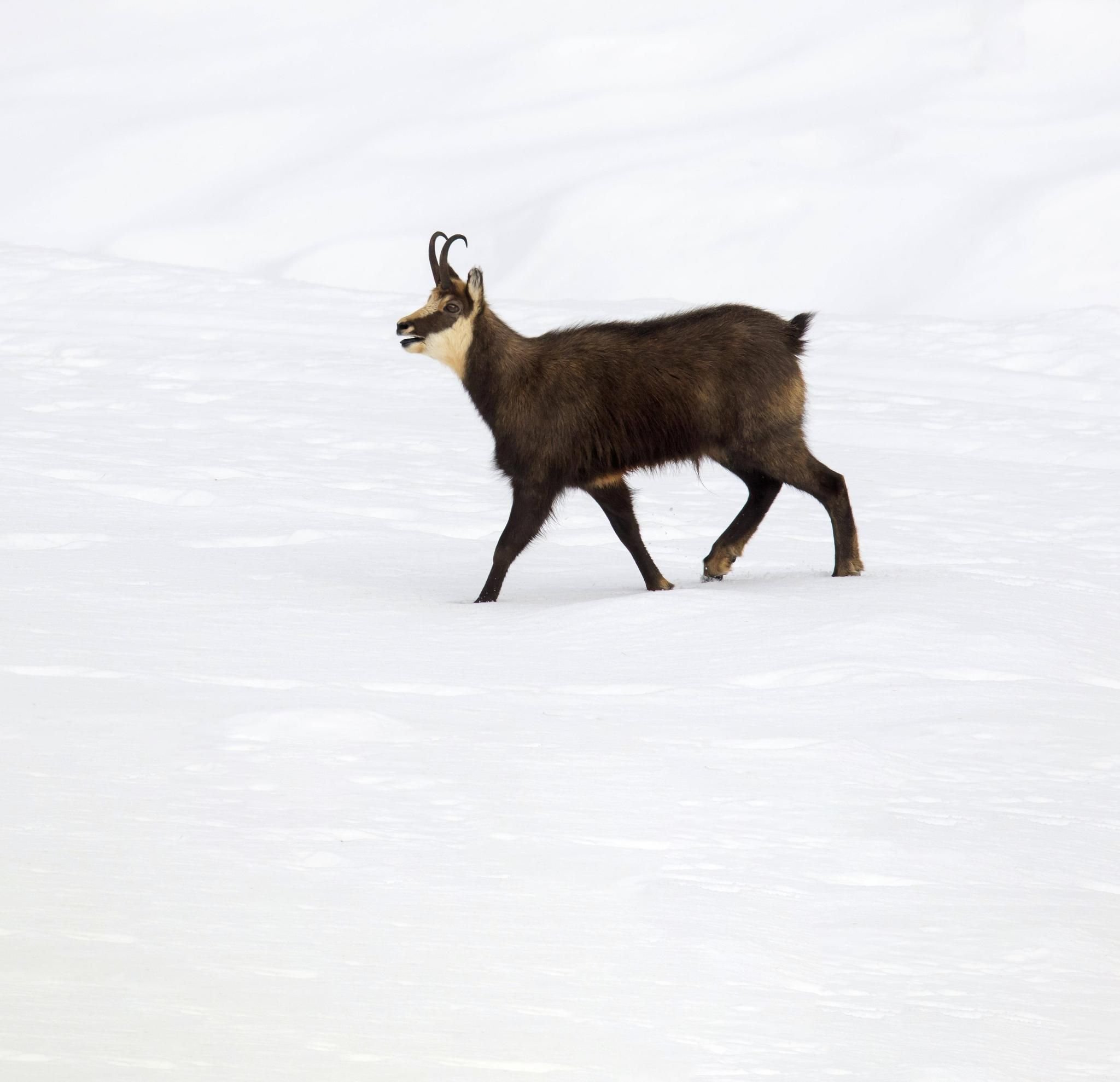 Die Gams ist in Schwierigkeiten geraten