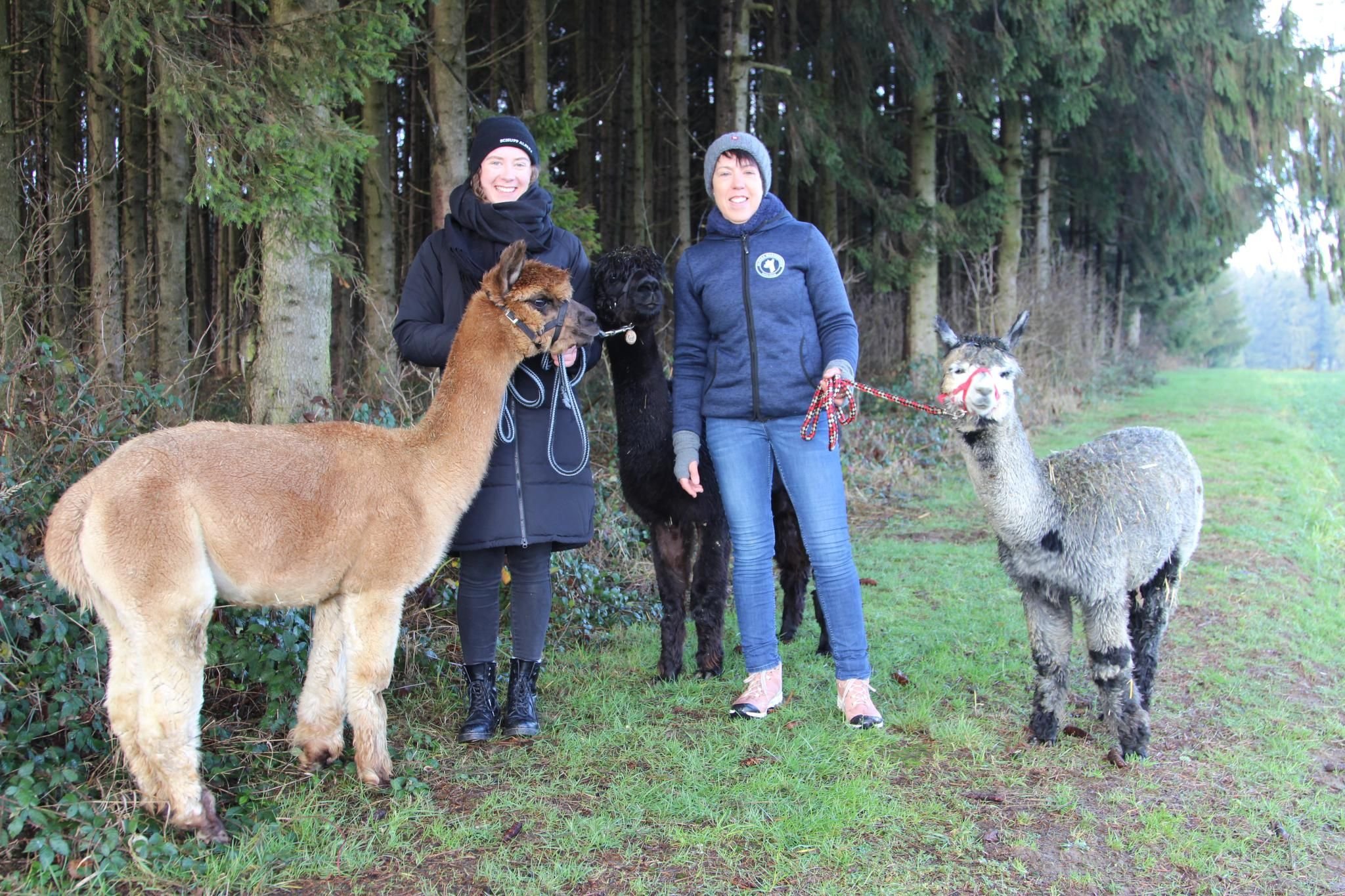 So entspannt ist eine Wanderung mit Alpakas