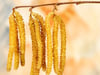 Haselnuss (Corylus avellana)