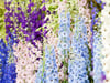 Rittersporn (Delphinium)
