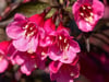 Weigelie (Weigela)