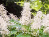 Wald-Geißbart (Aruncus dioicus)