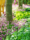 Die Blütezeit, Blattfarbe und Wuchsform beeinflussen die Gartengestaltung und schaffen visuelle Kontraste und Strukturen.