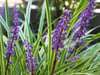 Lilientraube (Liriope muscari)