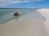 Auf den Spuren des Sanderlings über Floridas Strände