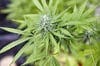 ARCHIV - Eigenanbau und Besitz bestimmter Mengen von Cannabis sollen für Volljährige ab 1. April 2024 erlaubt sein.