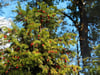 Eibe (Taxus baccata)