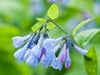 Blauglockenbaum