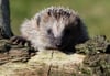 ARCHIV - Ein Igel kann in einem Holzstapel im Garten Unterschlupf finden. Foto: Patrick Pleul/dpa-Zentralbild/dpa-tmn