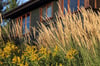 Calamagrostis x acutiflora 'Overdam'