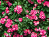 Apfelrose
