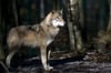 Ein Wolf ist in Bad Ditzenbach gesichtet worden, das Tier dürfte auch auf der Alb unterwegs sein.