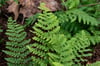 Polystichum