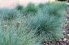Festuca mairei