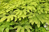 Adiantum pedatum