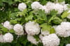 Viburnum davidii