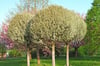 Prunus fruticosa