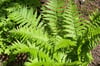Dryopteris affinis