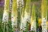 Eremurus in Gelb