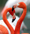 Es grüßen als Verliebte: Nicht nur diese zwei Roten Flamingos sind sich offenbar herzlich zugetan. Auch bei anderen Tierarten wird auf verschiedenste Weise geturtelt.