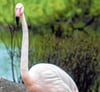 Ingo, der älteste Flamingo im Berliner Zoo, ist im Alter von 75 Jahren verstorben.