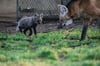 Ein junger Mähnenwolf geht durch ein Gehege im Tierpark Hellabrunn.