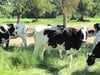 Drei Rinder sorgen für Verkehrschaos auf der A7